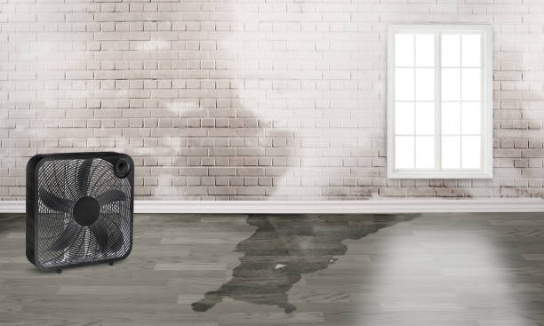Best Professional water damage repair  in Clarksburg, WV